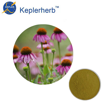 Echinacea Purpurea Extract 4%Echinacea Polyphenols