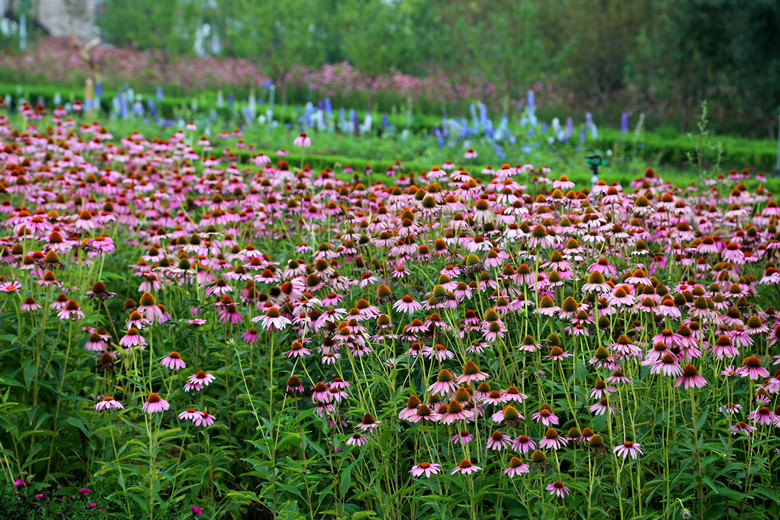 Echinacea Purpurea Extract 4%Echinacea Polyphenols  