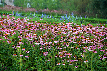 Echinacea Purpurea Extract 4%Echinacea Polyphenols