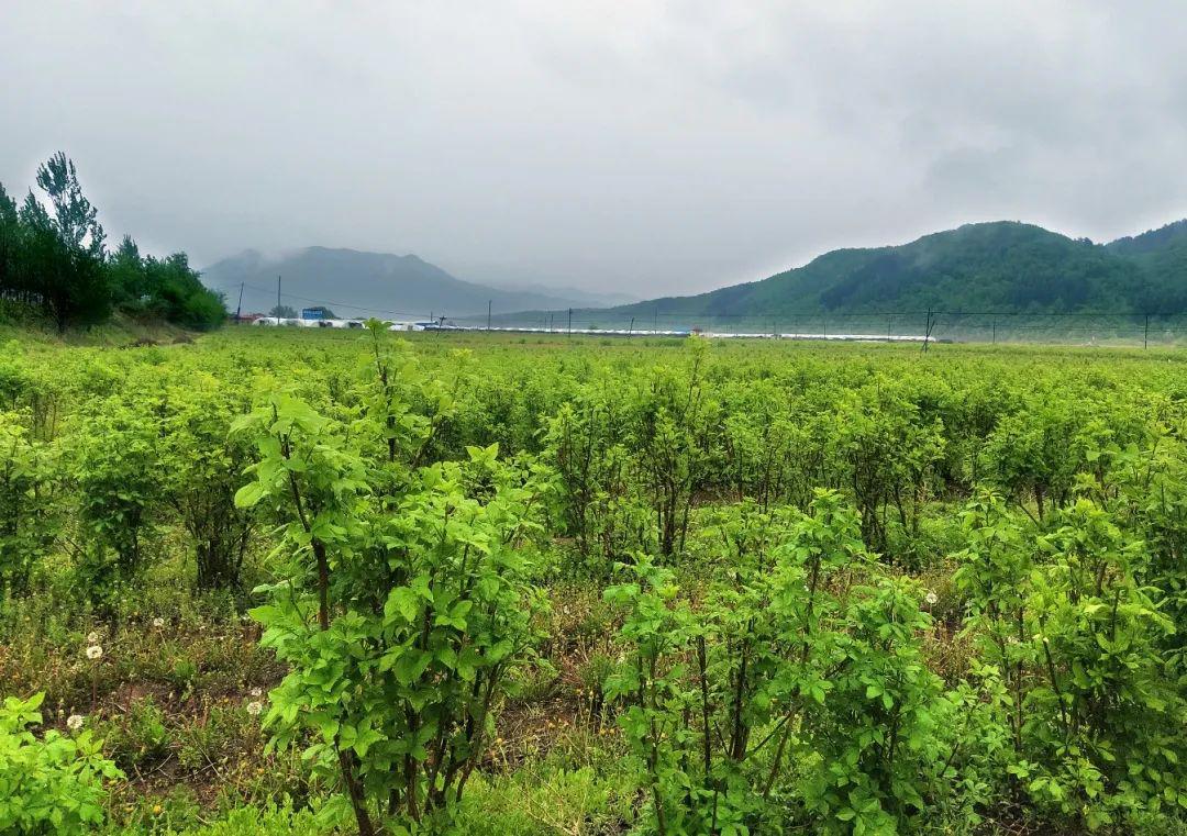 siberian ginseng extract 0.8%B+E  