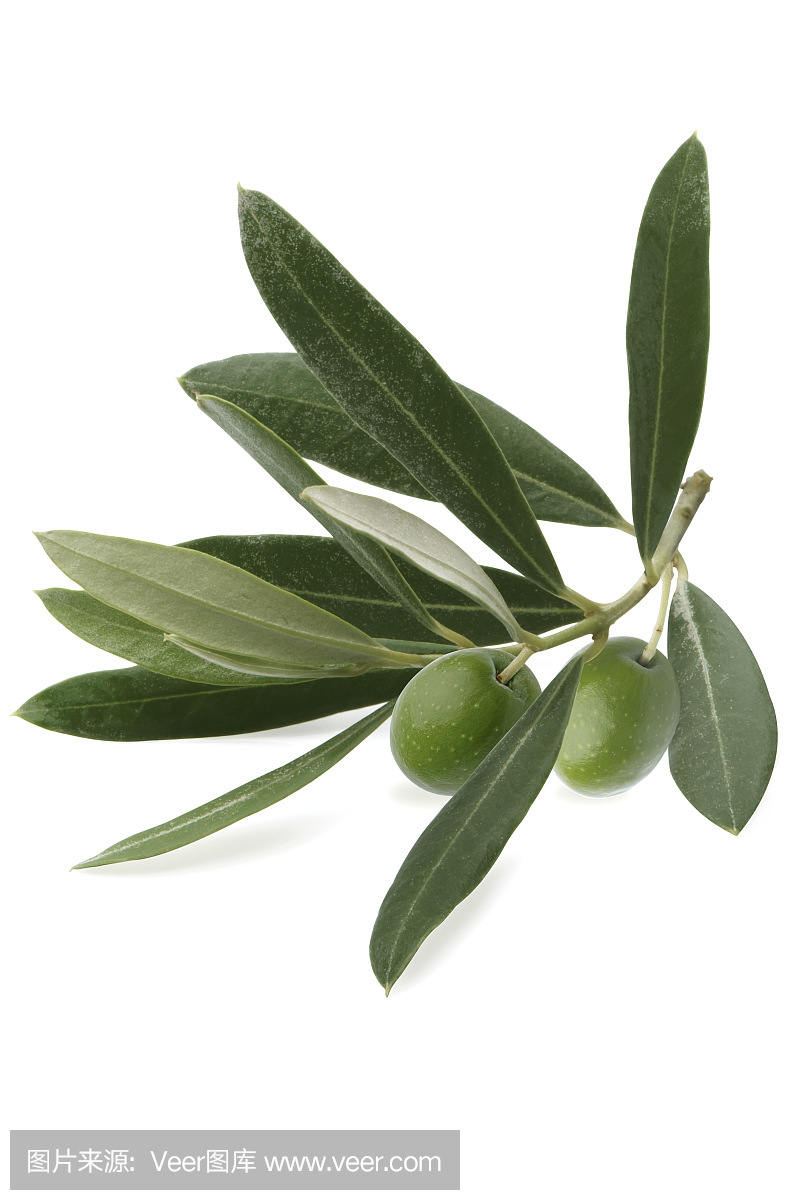 olive leaf extract 40% Oleuropein  
