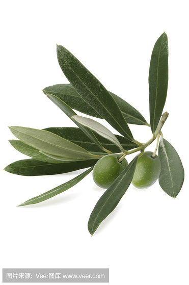 olive leaf extract 40% Oleuropein