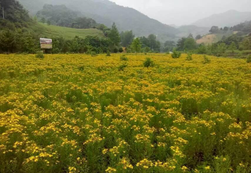St. John’s Wort. Extract 0.3% Total Hypericin  