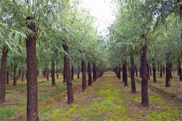 white willow bark extract 15% salicin  