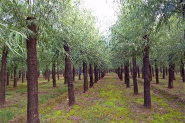 white willow bark extract 98% salicin