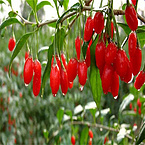 ?Goji Juice Powder