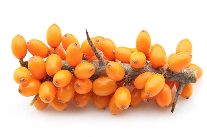 sea buckthorn powder 25% Flavonoids  