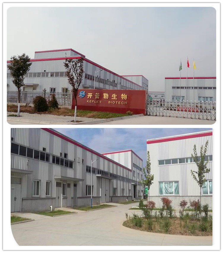 ziziphi seed extract  