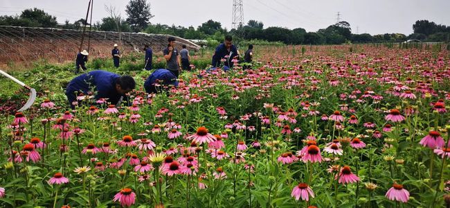 Echinacea Extract  