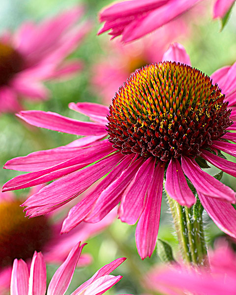 Echinacea Extract  
