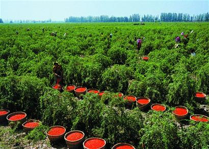  Goji Extract 50% Goji Polysaccharide   