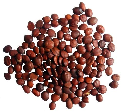 ziziphi seed extract  