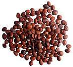 ziziphi seed extract