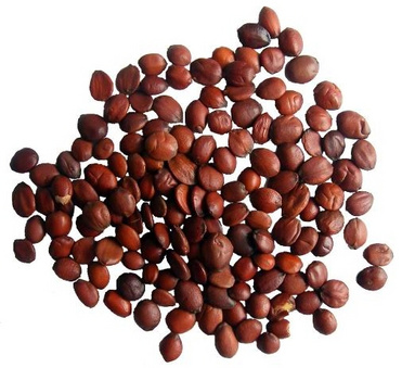 ziziphi seed extract
