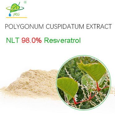 Polygonum Cuspidatum  Extract