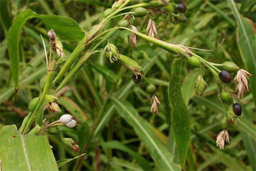 Barley concentrate