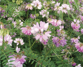 Astragalus P.E