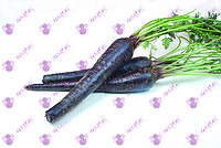 Purple carrot (concentrated juice) powder