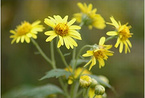 Wild chrysanthemum dry extract