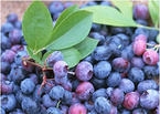 Bilberry P.E.