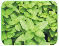 mint oil