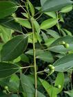 Camphor oil