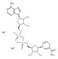 β-Nicotinamide adenine dinucleotide，reduced form