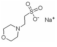 2 - morpholine ethyl sulfonic acid sodium salt