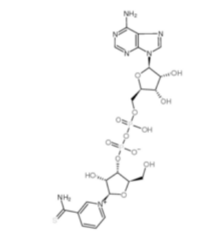 Thio-Nicotinamide Adenine Dinuclotide