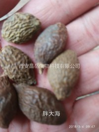 Boat-fruited Sterculia Seed Extract