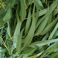 Eucalyptus Leaf Extract