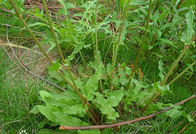 Rumex Acetosa Extract