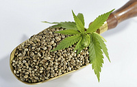 Semen Cannabis Extract