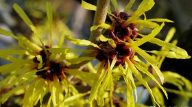 Witch Hazel Extract