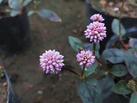 Polygonum capitatum Extract