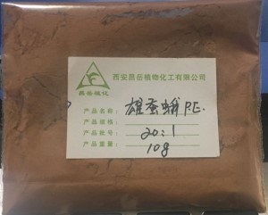 Male silkworm extract,Bombyx extract