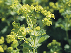 Alchemilla extract