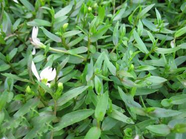 Chinese Lobelia Extract