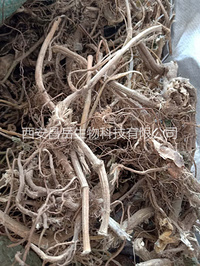 Nettle Root Extract