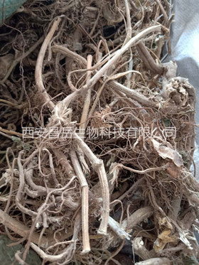 Nettle Root Extract