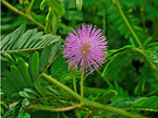 Mimosa pudica Extract