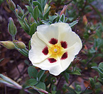 Cistus herb extract