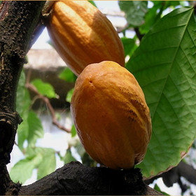 Cola acuminata Schott et Endl．