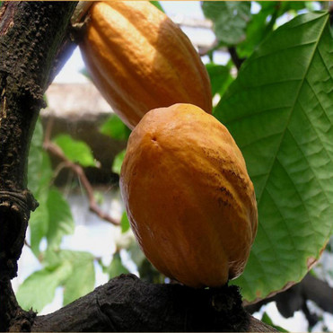 Cola acuminata Schott et Endl．