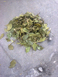 Murraya paniculata Leaf extract