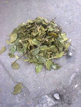 Murraya paniculata Leaf extract