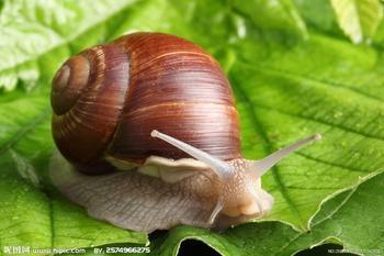 Snail Extract