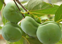 Persimmon leaf extract