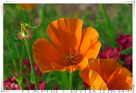 California poppy extract