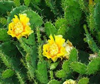 Cactus extract